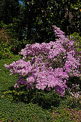 ������ (Rhododendron sp.)