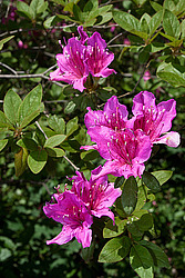 ������ (Rhododendron sp.)