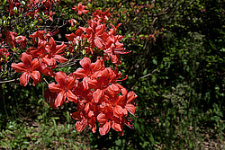 ������ (Rhododendron sp.)
