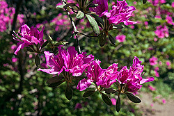 ������ (Rhododendron sp.)