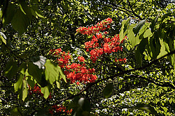 ������ (Rhododendron sp.)