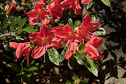 ������ (Rhododendron sp.)