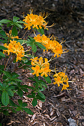 ������ (Rhododendron sp.)