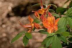������ (Rhododendron sp.)