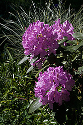 ������ (Rhododendron sp.)