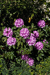 ������ (Rhododendron sp.)