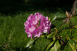 ������ (Rhododendron sp.)