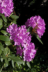 ������ (Rhododendron sp.)