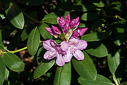 ������ (Rhododendron sp.)