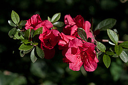 ������ (Rhododendron sp.)