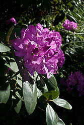 ������ (Rhododendron sp.)