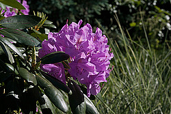 ������ (Rhododendron sp.)