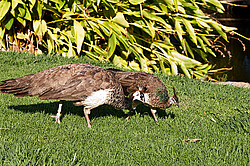 ������ (Pavo cristatus)