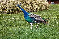 ������ (Pavo cristatus)
