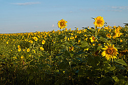 ������������ ���������� , ������������ ��������� (Helianthus annuus)