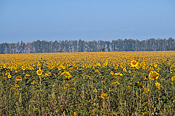 ������������ ���������� , ������������ ��������� (Helianthus annuus)