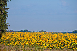 ������������ ���������� , ������������ ��������� (Helianthus annuus)