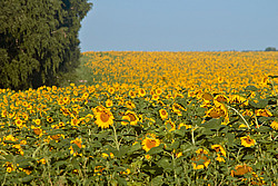 ������������ ���������� , ������������ ��������� (Helianthus annuus)