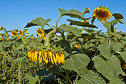 ������������ ���������� , ������������ ��������� (Helianthus annuus)