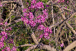 ������ �������� , ������� ������������ (Chorisia speciosa)