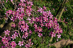 ������ �������� , ������� ������������ (Chorisia speciosa)