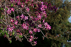 ������ �������� , ������� ������������ (Chorisia speciosa)