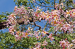 ������ �������� , ������� ������������ (Chorisia speciosa)