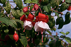 ������ (Fuchsia sp.)