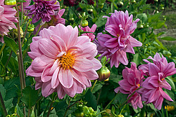 ������� ��������� (Dahlia x hybrida)