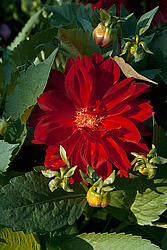 ������� ��������� (Dahlia x hybrida)