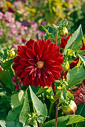 ������� ��������� (Dahlia x hybrida)