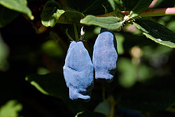��������� ��������� (Lonicera caerulea var. edulis)
