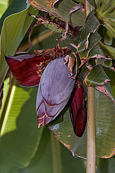 ����� ������� (Musa x paradisiaca)