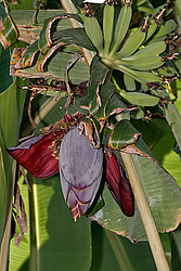 ����� ������� (Musa x paradisiaca)