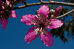 ������ �������� , ������� ������������ (Chorisia speciosa)