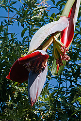 ����� ������� (Musa x paradisiaca)