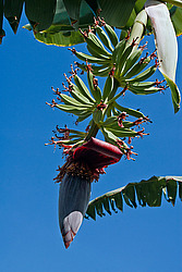 ����� ������� (Musa x paradisiaca)