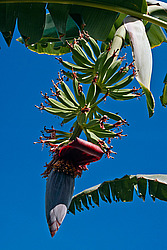 ����� ������� (Musa x paradisiaca)