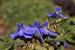 ������������ ���������� (Tradescantia virginiana)