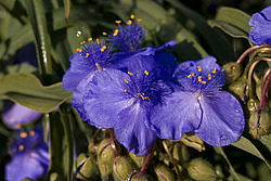������������ ���������� (Tradescantia virginiana)