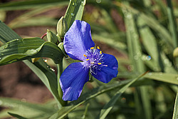 ������������ ���������� (Tradescantia virginiana)