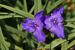 ������������ ���������� (Tradescantia virginiana)