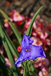 ������������ ���������� (Tradescantia virginiana)
