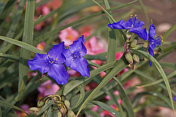 ������������ ���������� (Tradescantia virginiana)