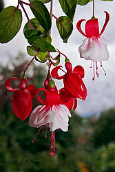 ������ (Fuchsia sp.)