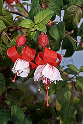 ������ (Fuchsia sp.)