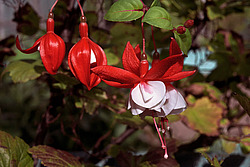 ������ (Fuchsia sp.)