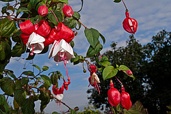 ������ (Fuchsia sp.)