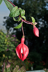 ������ (Fuchsia sp.)