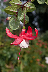 ������ (Fuchsia sp.)